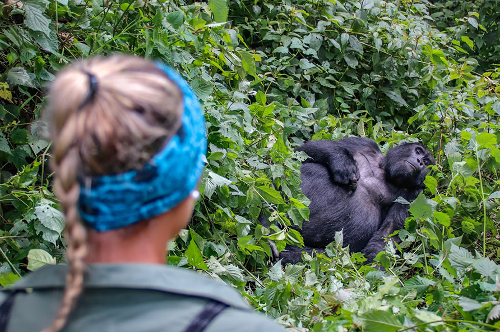 Gorilla trekking in Uganda